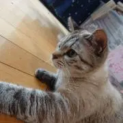 ペッチー