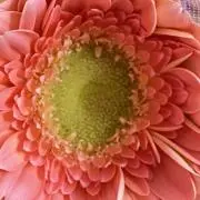 ちよのの画像