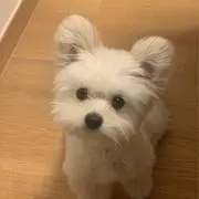nANaの画像