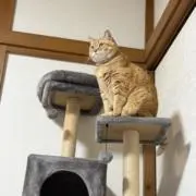 ゆいの画像
