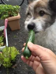 ジュラのかあちゃんの画像