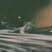 るんちゃの画像