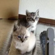 麦の画像