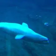 サンゴ
