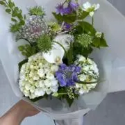 ポコの画像