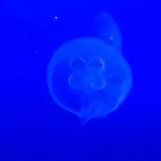 ささかまの画像