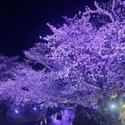 まおの画像