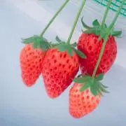 レンレンの画像