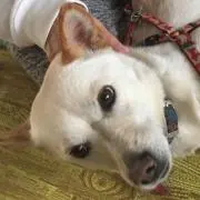 しゃんしゃんの画像
