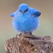 青い鳥の画像