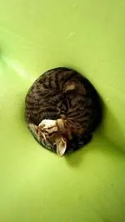 せんちゃんの画像