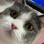 にゃまとの画像