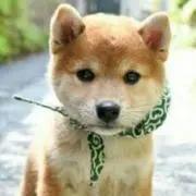 まき