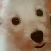 Jakeの画像