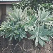 カズの画像
