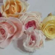 ララ❥の画像