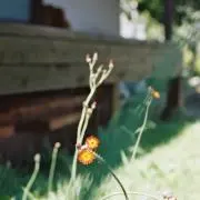 syu