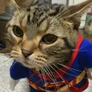 ふっさん