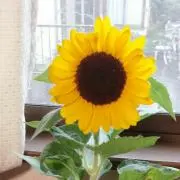 ココア