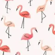 A.K-mamaの画像