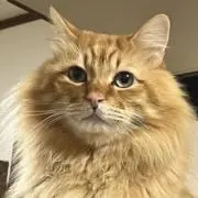 いくらの画像