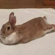 ちゃぽの画像