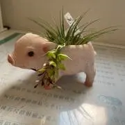 T モーリーの画像