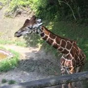 kzkzの画像