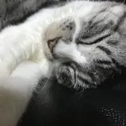 そよちの画像