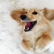 CicaLaboの画像