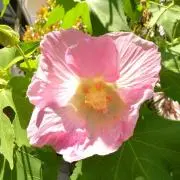 mitoの画像