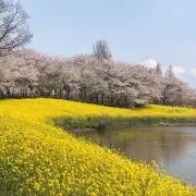 でおの画像