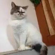 honeyの画像