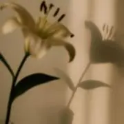 sumireの画像