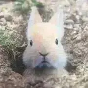 うさぎくん(プロフ必読願います)の画像
