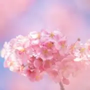 yumiの画像