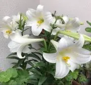 Lilyの画像