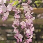 キャンディの画像