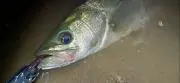 釣り師なおくんの画像