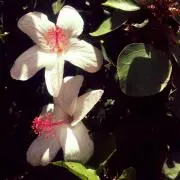 たぬきの画像
