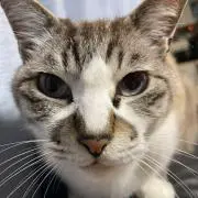 だいの画像