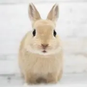 ミリの画像