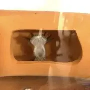 ウパ
