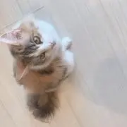 Sの画像