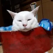 やまちゃんの画像