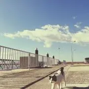 みみっす