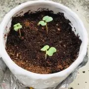 ことは