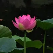 おもち