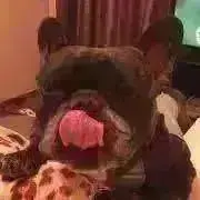 ブビママ発送不定期の画像