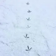 fam.の画像